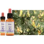 巴赫花精【松樹●PINE】HEALING HERBS／BACH FLOWER ESSENCE／總是責備自己，內疚，罪惡感