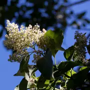 Ehretia acuminata Koda Tree -