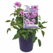 140mm Belle Of The Ball - Pandorea jasminoides