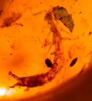 Long Earwig with True Bug in Burmite Amber Fossil Gemstone Dinosaur Age