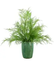Creative Displays Decorative Fern Arrangement