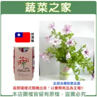 在飛比找momo購物網優惠-【蔬菜之家】iPlant易開罐花卉-矮牽牛(最新發明專利設計