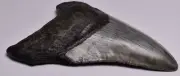 CAECHARODON MEGALODON SHARK TOOTH 65 grams F303