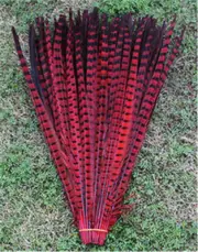 5 Pcs DYED RED English Ringneck PHEASANT Feathers 20-26" Costume Halloween Craft