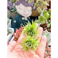 在飛比找蝦皮購物優惠-夏天ㄉ店【空氣鳳梨】紫羅蘭迷你Tillandsia aera