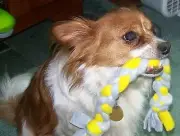 2 HANDMADE WASHABLE BRAIDED DOG / PUPPY PULL TOYS - TUG OF WAR TOY