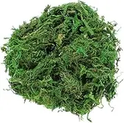 Gatuida Dried Moss Decor Micro Landscape Lichen Plants for Wall Garden Decoration Easy to Manage for Festivals Craft Projects