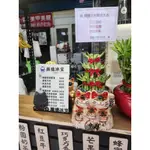 朵麗絲花店 招財貓(中)開運竹盆栽E0916 開幕盆栽 開幕送禮 開店招財 新居落成