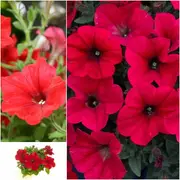 Petunia - Fire Chief seeds