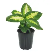 125mm Camille - Dieffenbachia maculata