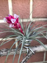 在飛比找Yahoo!奇摩拍賣優惠-空氣鳳梨 棉花糖側芽 空鳳 Tillandsia Cotto