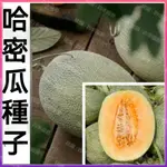 🌱（哈密瓜種子） 七款哈密瓜 網紋哈密瓜 日本玖瓏哈密瓜 高產庭院蔬果園藝植作 水果種子