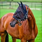 27HZ Pony Horze Horse Soft Lycra Fabric Fleece Lined Mesh Fly Mask With Spandex