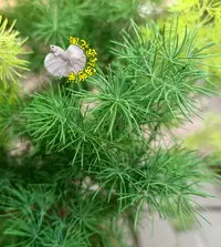 在飛比找樂天市場購物網優惠-[壽松 大陸網上說的蓬萊松,很多網路放的照片都是錯誤的!] 