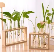 Glass Tubes with Wooden Stand Hydroponic Propagation Station