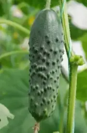 Cucumber Masha F1 Professional Pip 50 Pieces Non-GMO Worldwide Delivery Stone