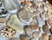 135 Natural Clam Shell smooth seashell frags beach jewelry pebble art craft cabs