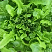 Lettuce - Oakleaf Green seeds