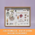 天然貝殼海螺DIY制作標本掛畫手工藝品擺件相框家居創意裝飾制品