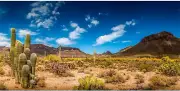 36X18 Inches Reptile Habitat Background Blue Sky Oasis Cactus Desert Terrarium B