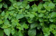 4 oz Candle Scent Oil-PATCHOULI