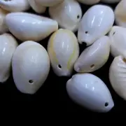 White Cowrie Shells With Hole For Craft Art Decor jewelry approx 1100 pc 2 Pound