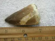 Dinosaur fossil Jumbo Mosasaurus teeth FC28