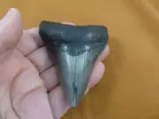 (S275-18) big 3-1/4" Fossil MEGALODON Shark Tooth Teeth JEWELRY love sharks