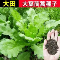 在飛比找蝦皮購物優惠-『雪原蔬菜種子』茼蒿種子 大葉茼蒿種子皇帝菜 小葉虎耳茼蒿 