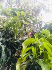 Original mango leaves from Sri Lanka -100% pure leaves 500pcs
