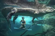 Crocodile Cage of Death for Two - Darwin