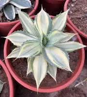 Rare liveSucculent Plant Agave potatorum Variegated Random Boutique female