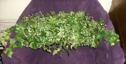 DOUBLE FRESH IVY SWAG 25" x 12" HOMCO #68011 (2 PC) MADE INTO 1 LG SWAG Sale NEW