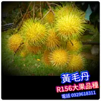 在飛比找蝦皮商城精選優惠-黃毛丹盆栽【嫁接粗大苗】R156離核品種Rambutan苗高