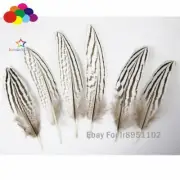 50 Pcs 5-25CM Short SILVER Pheasant Tail Feathers Plume Natural Black and white