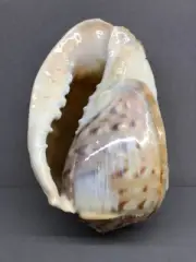 Cassis tessellata 18.6 cm, Cassidae, collectible shell, Senegal, Sea Shells