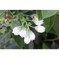 在飛比找蝦皮購物優惠-100%天然植物精油-中/紐西蘭藍莓(花)精油