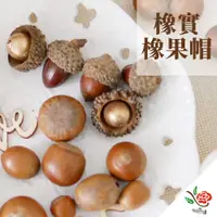 在飛比找PChome24h購物優惠-【極度花燥】橡實 橡果帽