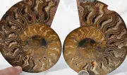 RARE 1n100 BLACK PAIR Ammonite Crystal LARGE 125mm Dinosaur FOSSIL 5.0" n2502cc