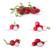 Radish - Jutrzenka seeds