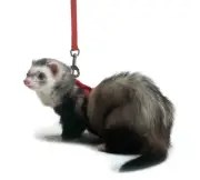 Marshall Pet Products Ferret Harness and Lead Set (RED)
