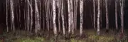 ShelfScapes #974 Deep Forest 10" x 30" Backdrop For Toy Soldier Diorama