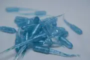 JASONS CRAPPIE STINGER 2" 30 PACK CRAPPIE LURES JIGS BLUE ICE