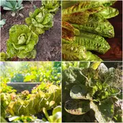 Lettuce - Butterhead Speckles seeds