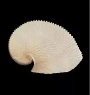 Sea shells Argonauta argo 184.1mm. Aquarium Decoration Products