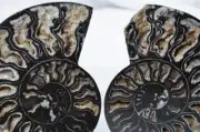 9879 RARE 1in100 BLACK Ammonite PAIR Deep Crystals 110myo FOSSIL LRG 130mm 5.1"