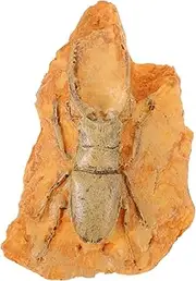 OSOLADY Insect Specimen Ornament Collection for Teaching Lightweight Paleontological Insect Decoration for Home Outdoor Use