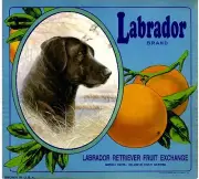 Marshall Canyon Labrador Retriever Dog Orange Citrus Fruit Crate Label Art Print