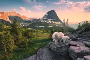 Ravensburger - Alpine Goat with Baby Puzzle 3000pc