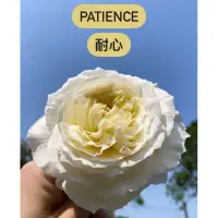 在飛比找蝦皮購物優惠-Patience 耐心 奧斯丁切花 奶油黃玫瑰花植株 盆栽